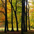 Herbstleuchten