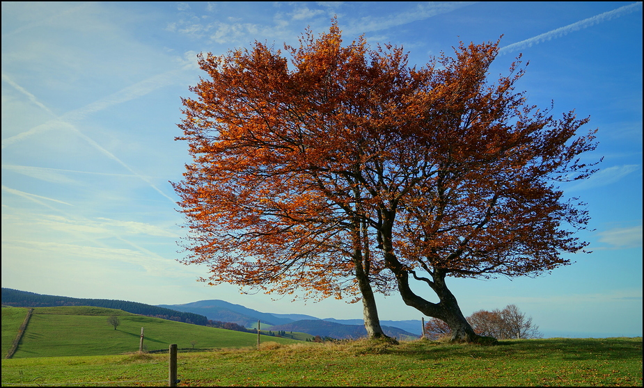 Herbstleuchten (3)