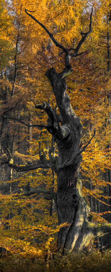 Herbstleuchten