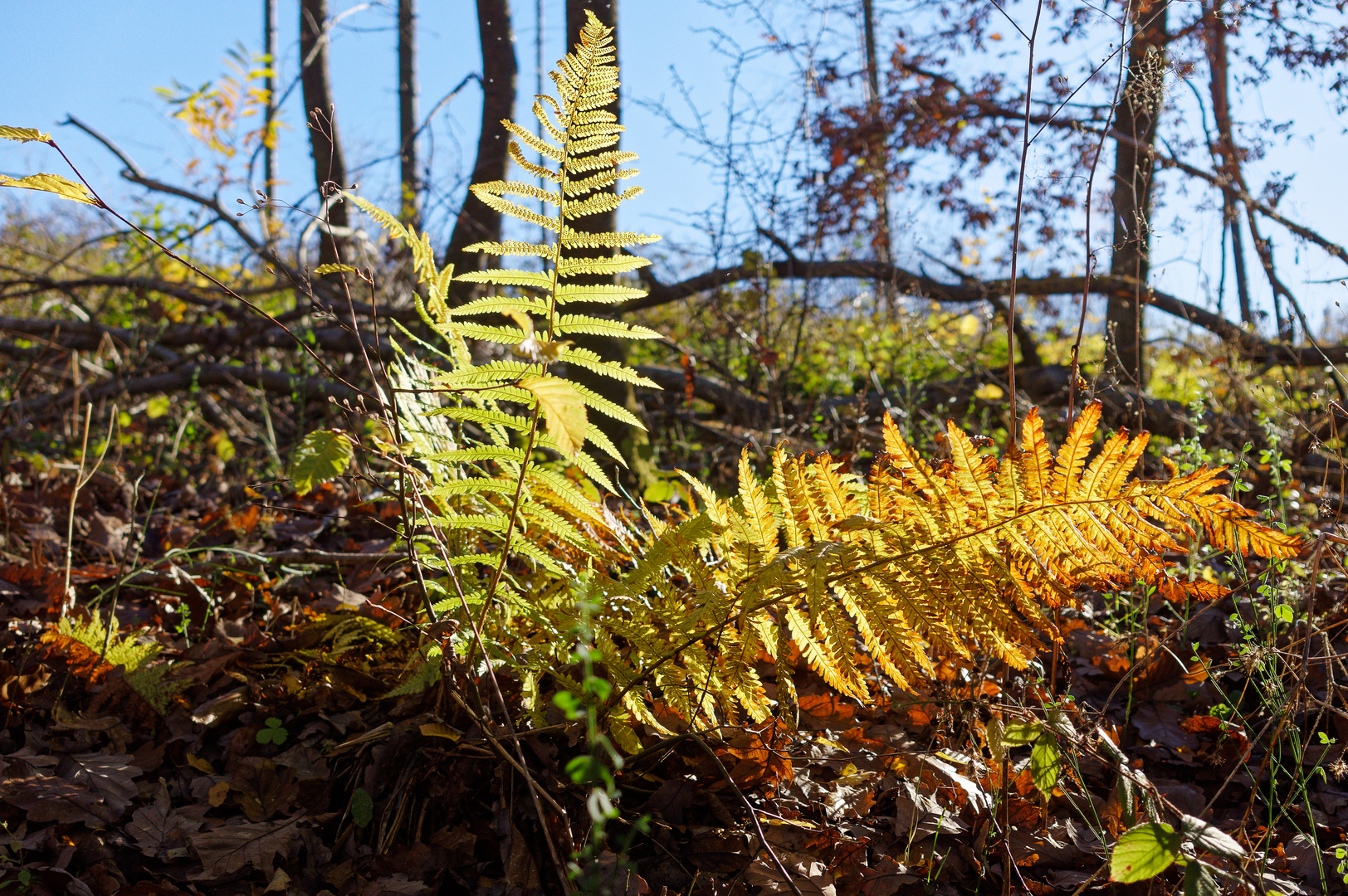 Herbstleuchten