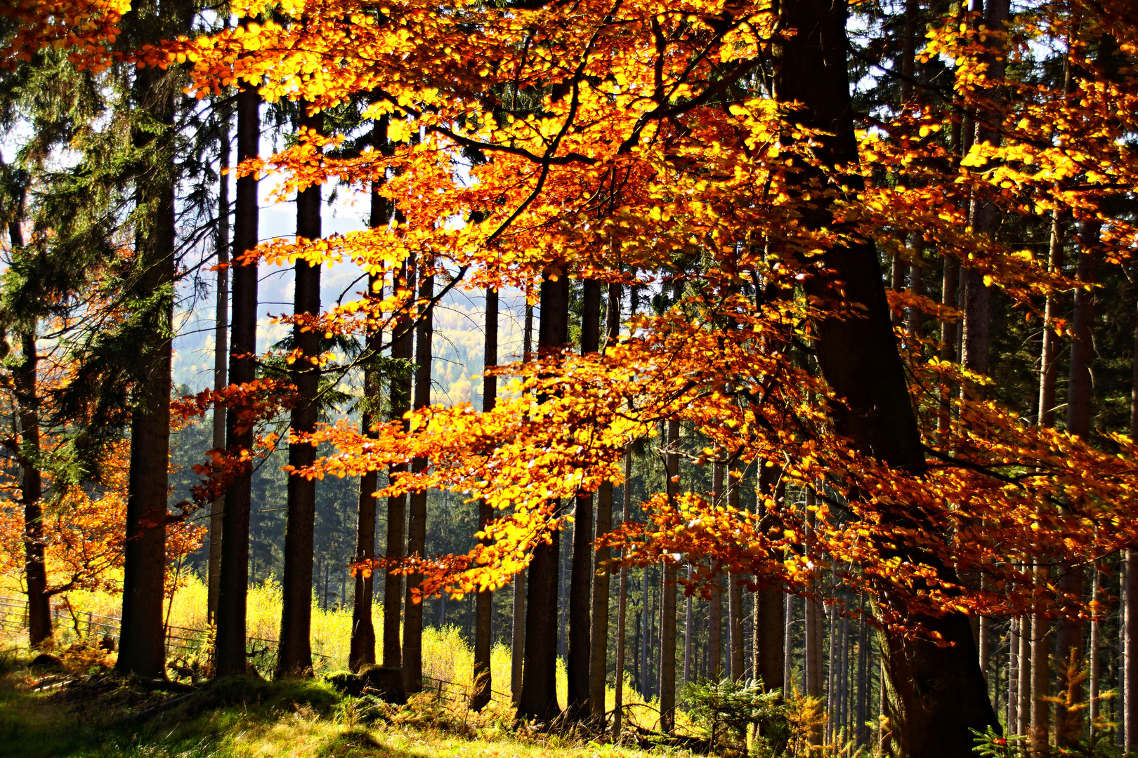 Herbstleuchten