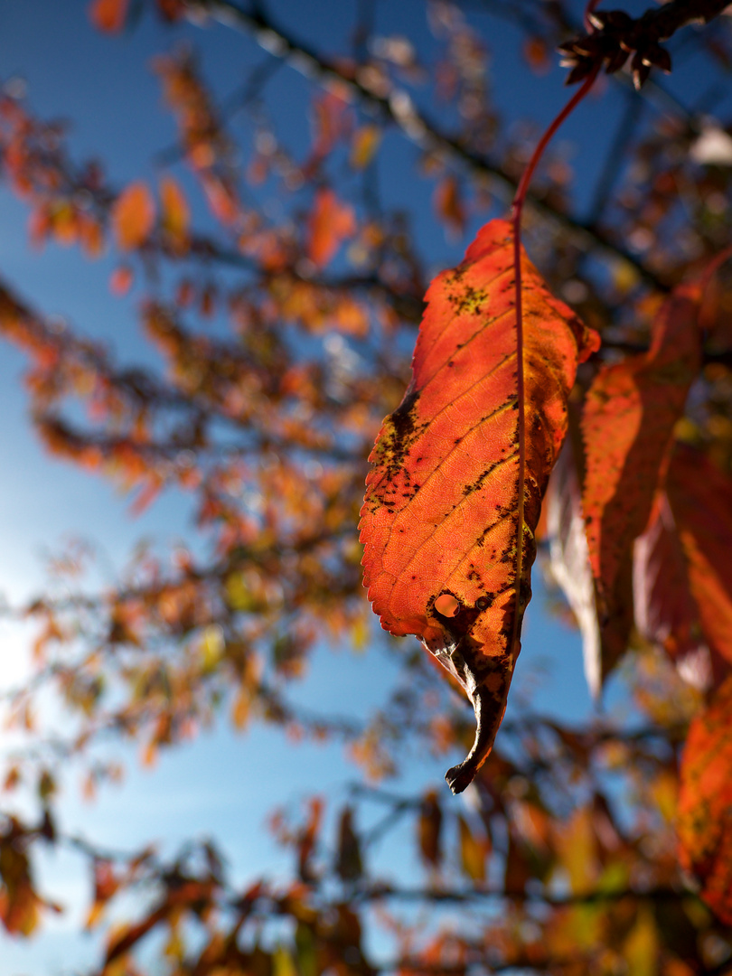 Herbstleuchten 3:4