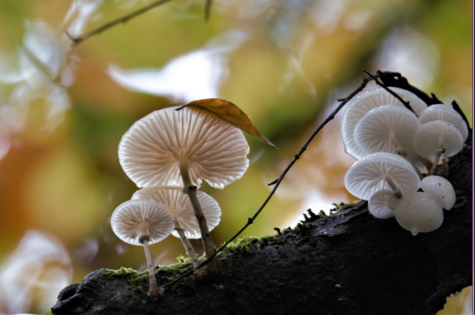 Herbstleuchten