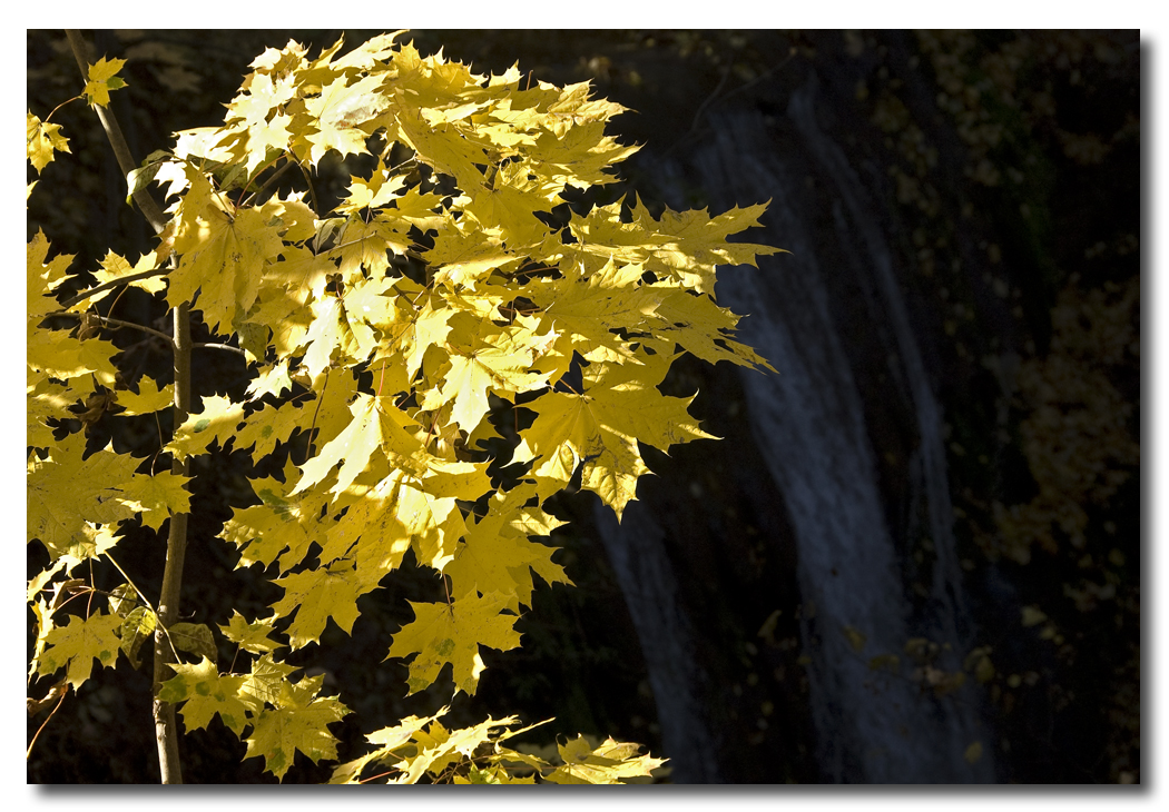 Herbstleuchten...