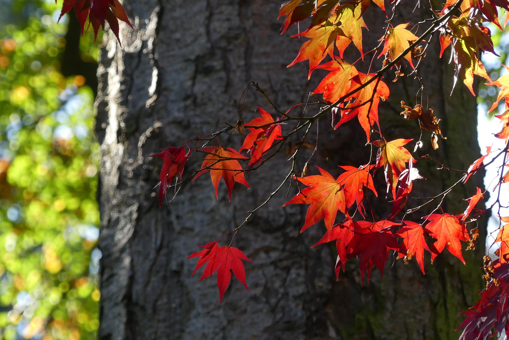 Herbstleuchten