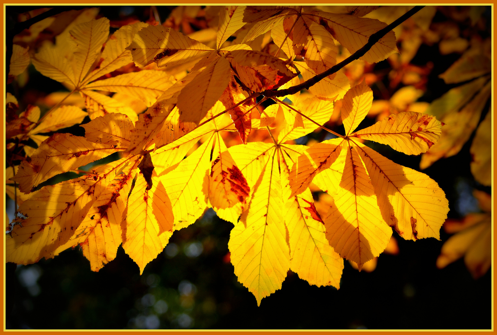 Herbstleuchten