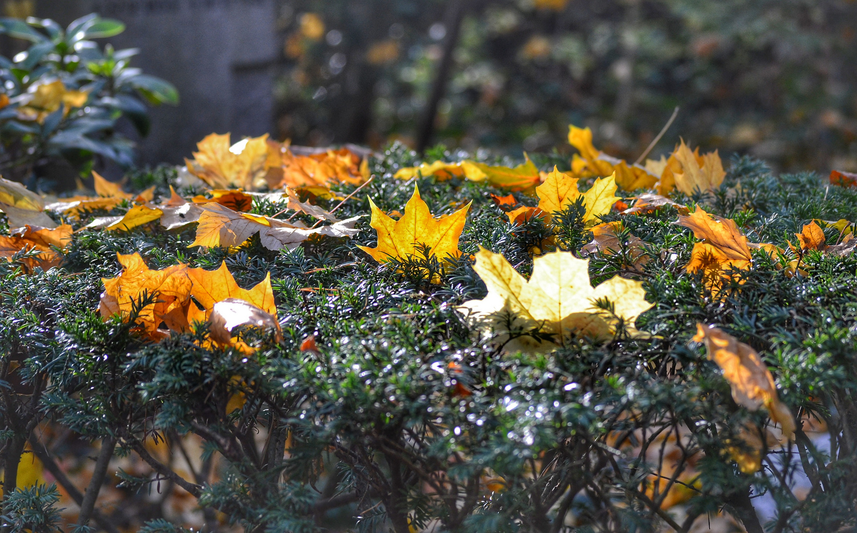 *Herbstleuchten*