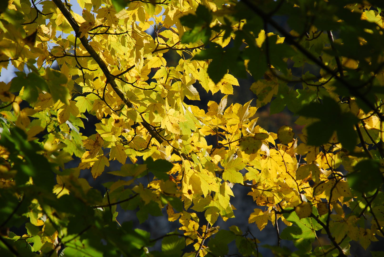 Herbstleuchten