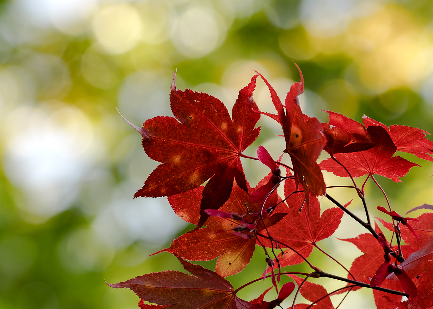 Herbstleuchten