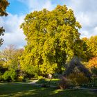 herbstleuchten...