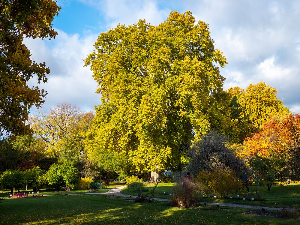 herbstleuchten...