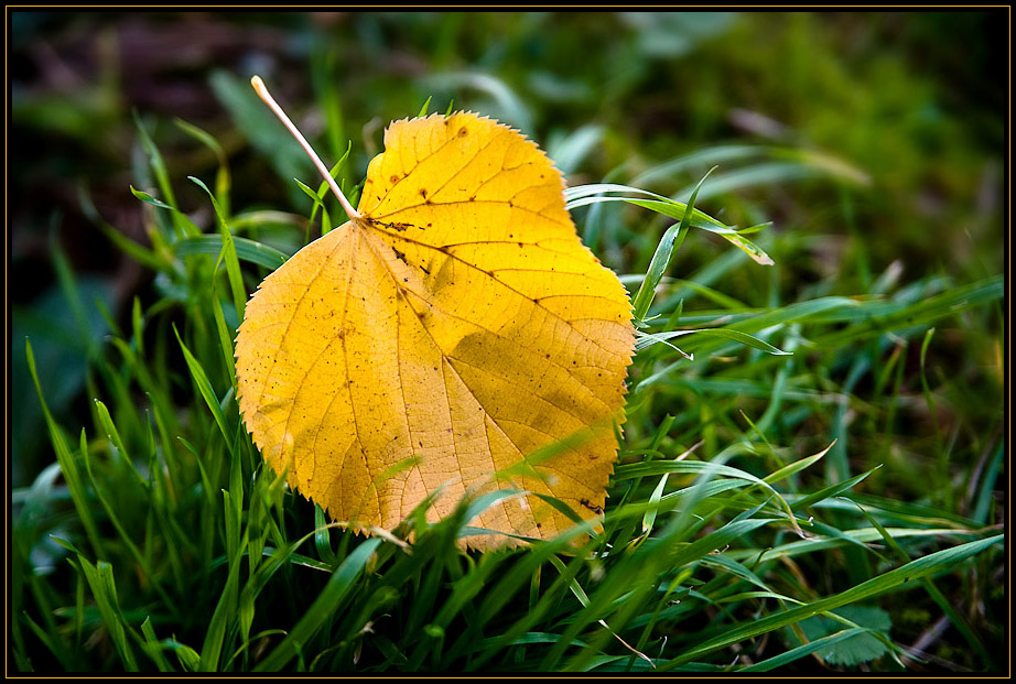 Herbstleuchten