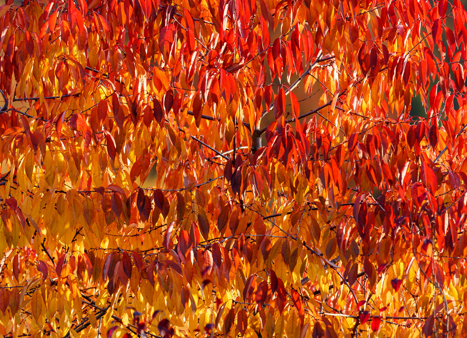 Herbstleuchten