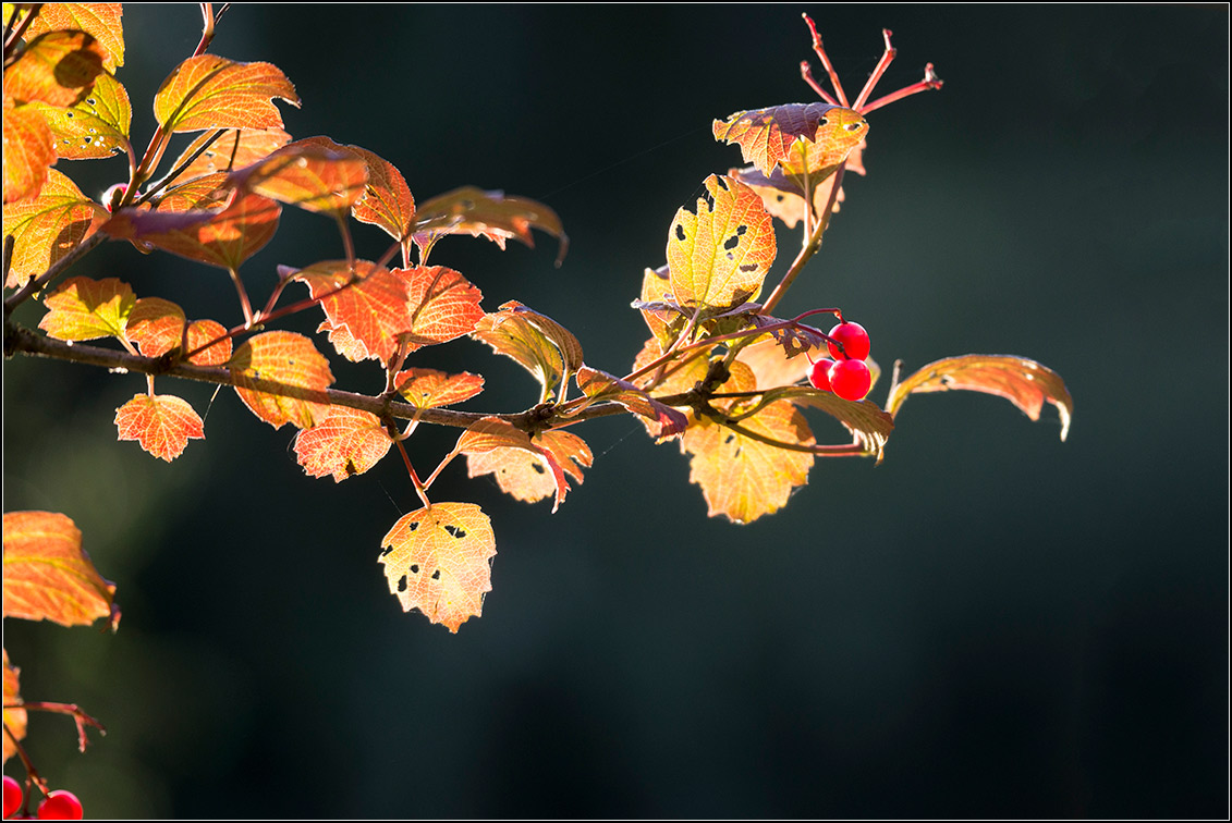 Herbstleuchten