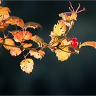 Herbstleuchten