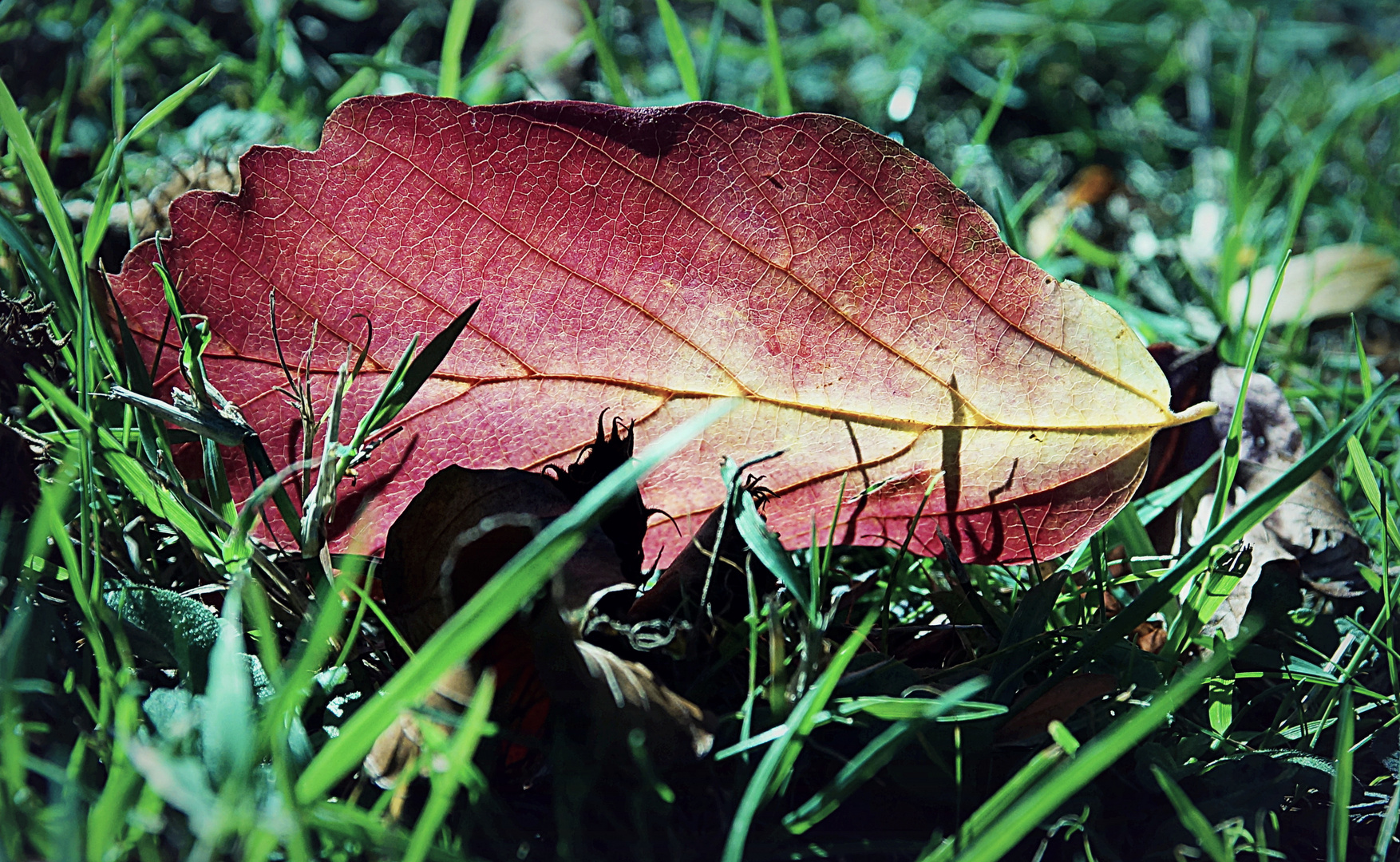 herbstleuchten 4