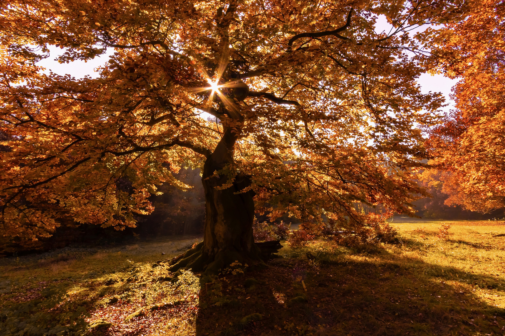 Herbstleuchten