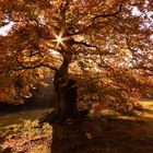 Herbstleuchten