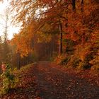 Herbstleuchten