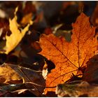 Herbstleuchten