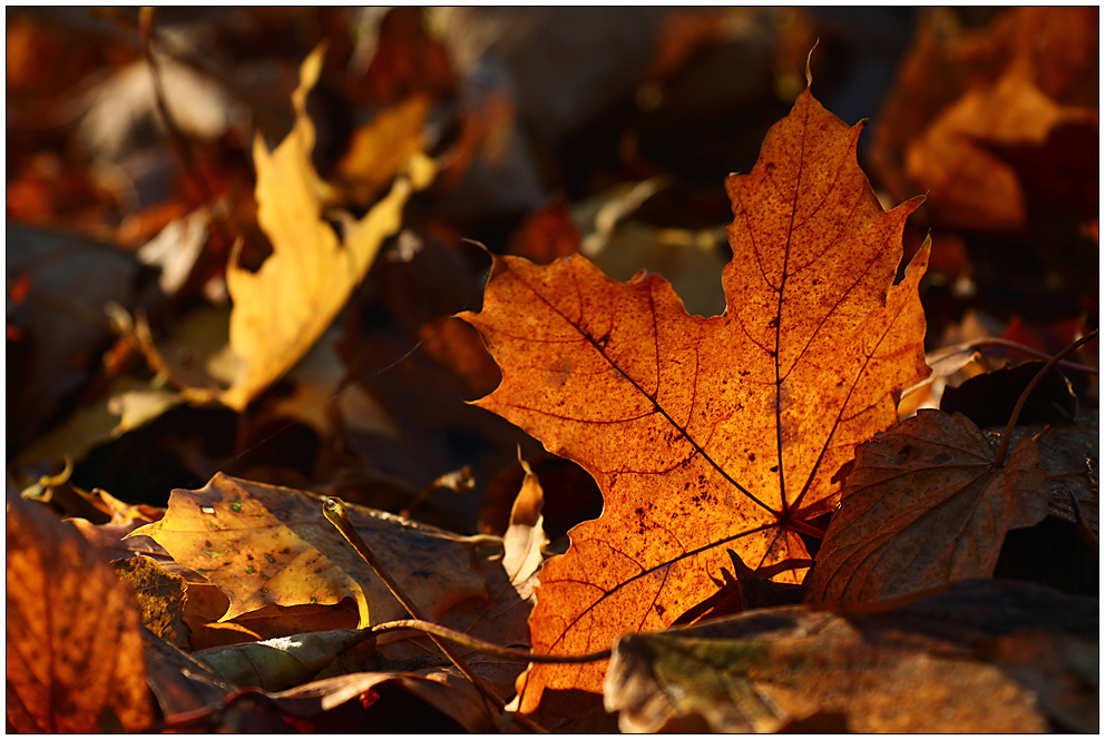 Herbstleuchten