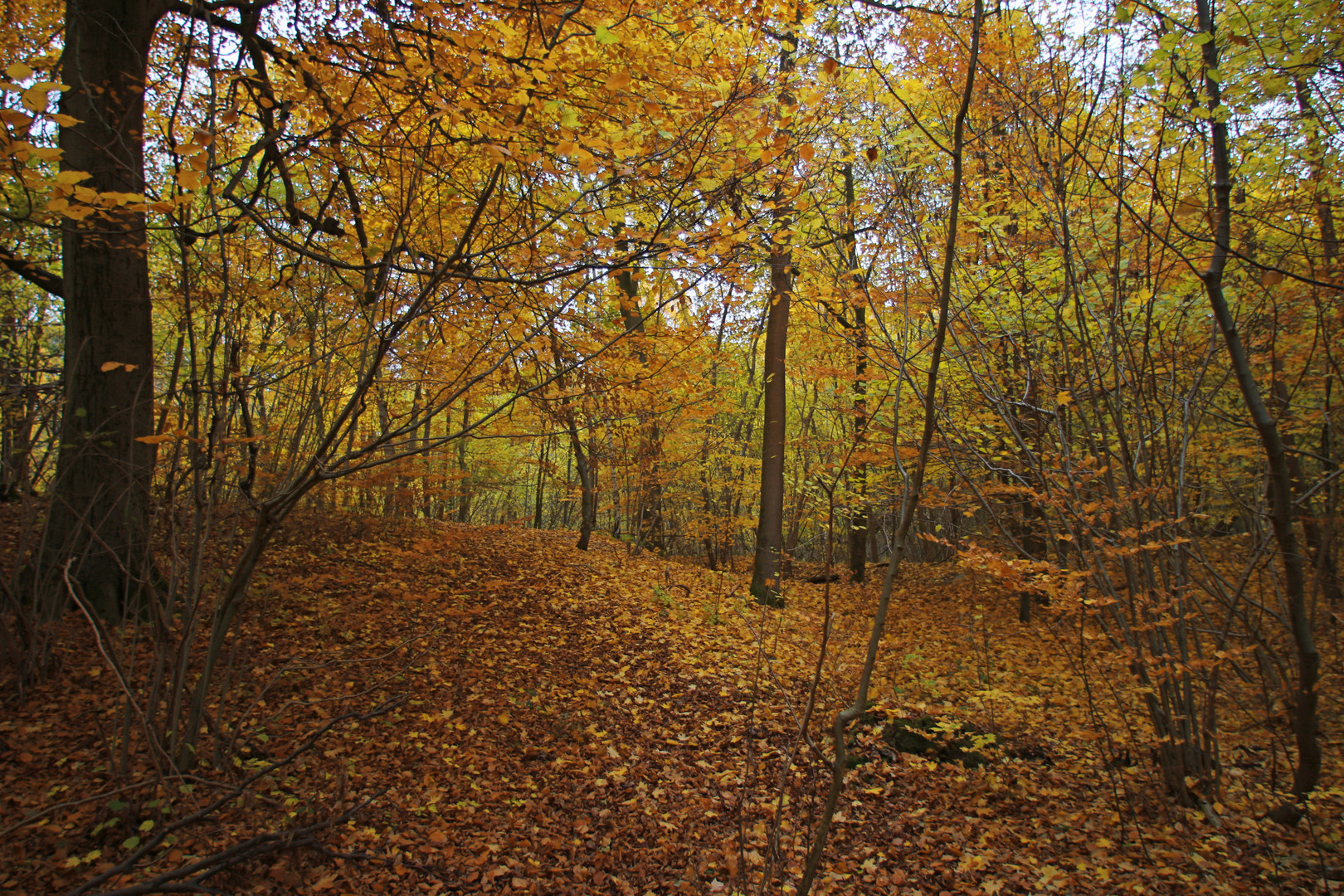 Herbstleuchten