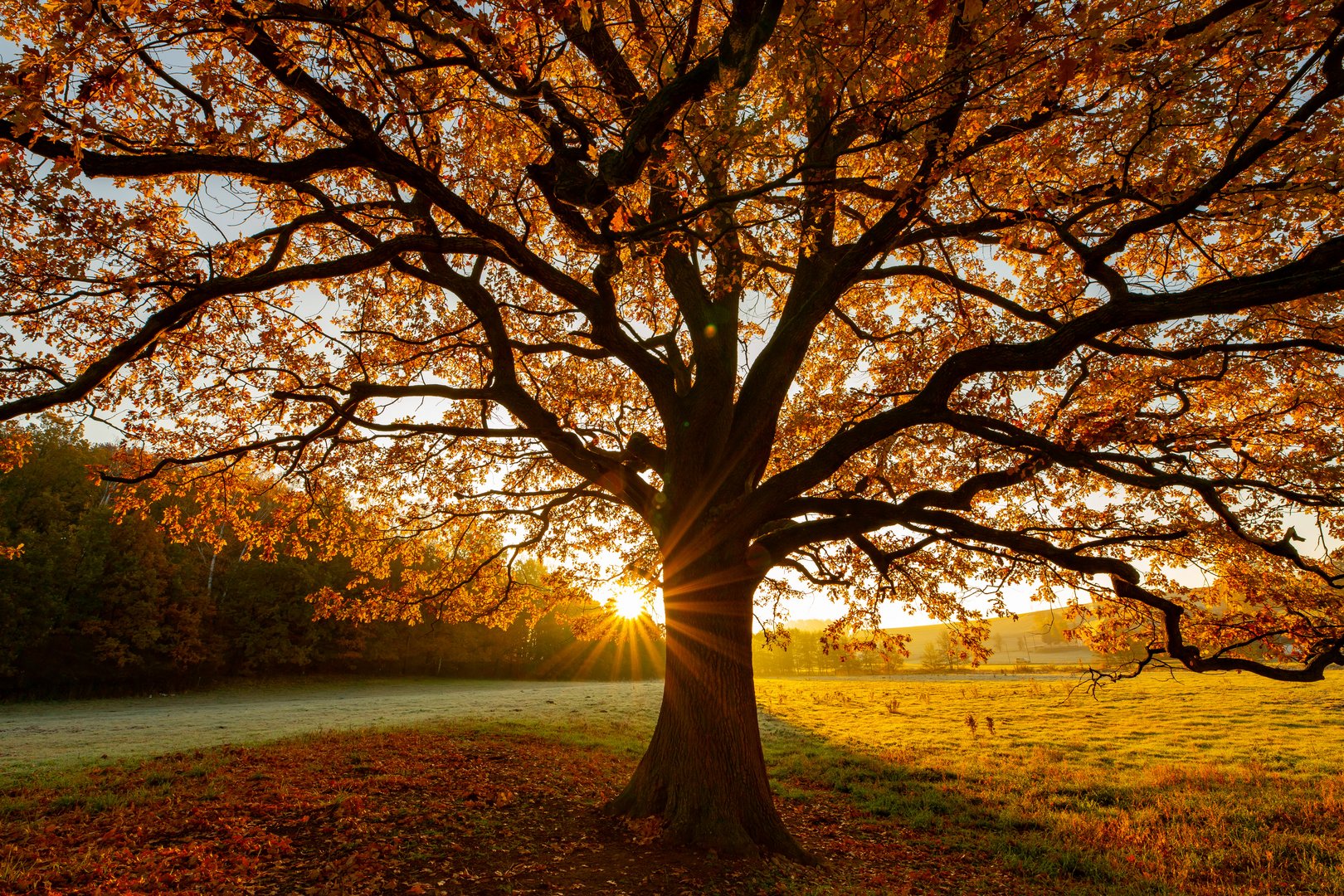 Herbstleuchten