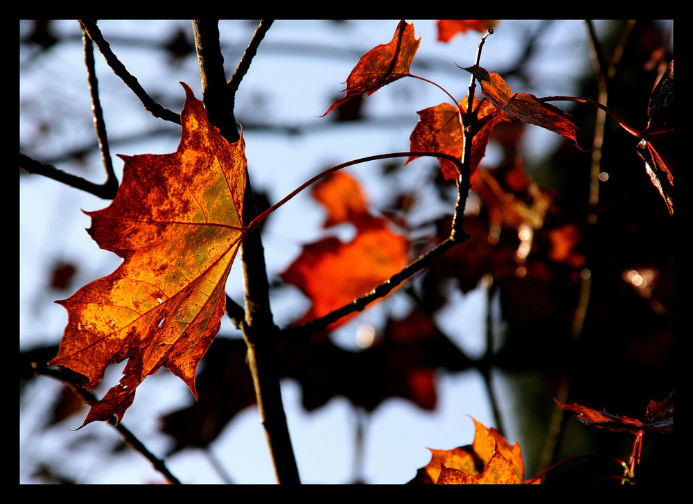 Herbstleuchten