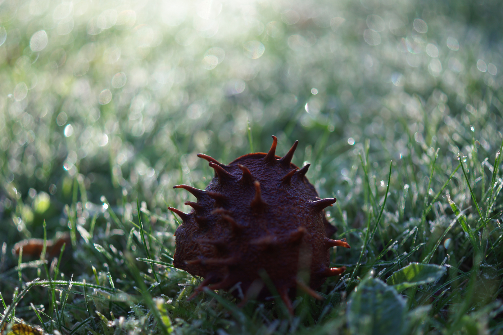 herbstleuchten*