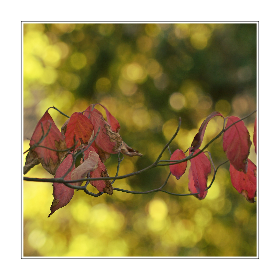 HerbstLeuchten