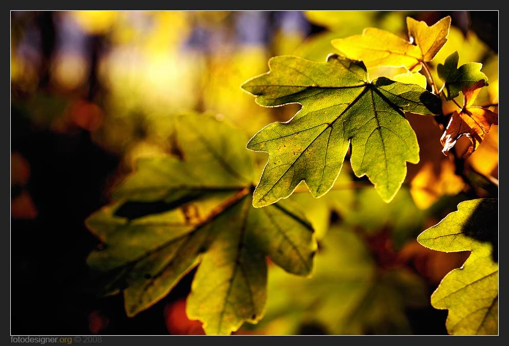 « Herbstleuchten »