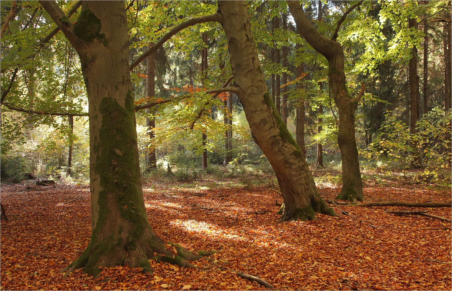 Herbstleuchten