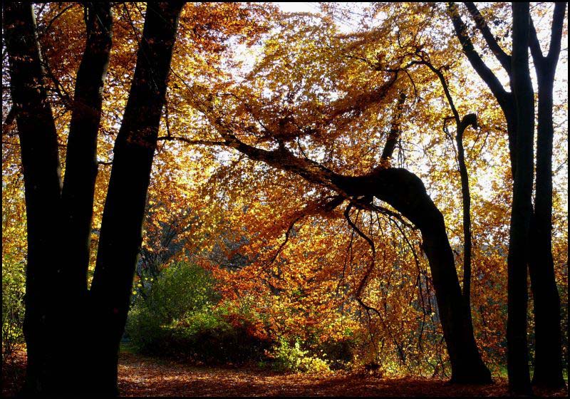 Herbstleuchten