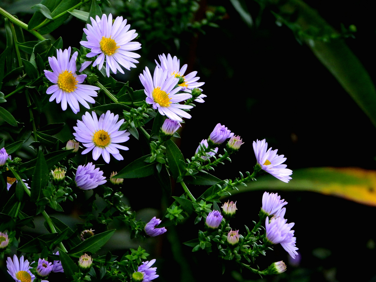 Herbstleuchten