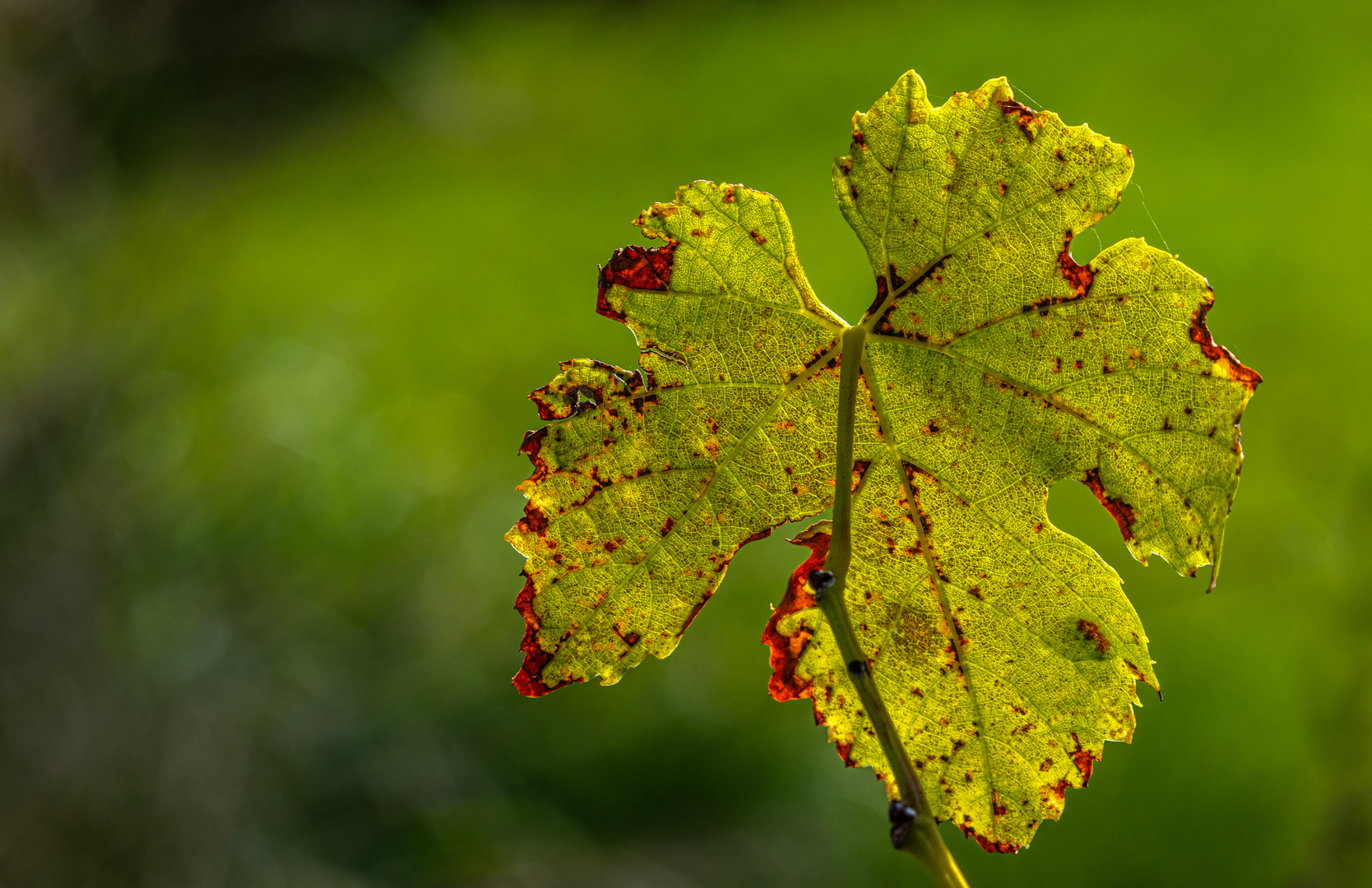 Herbstleuchten