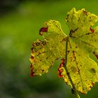 Herbstleuchten