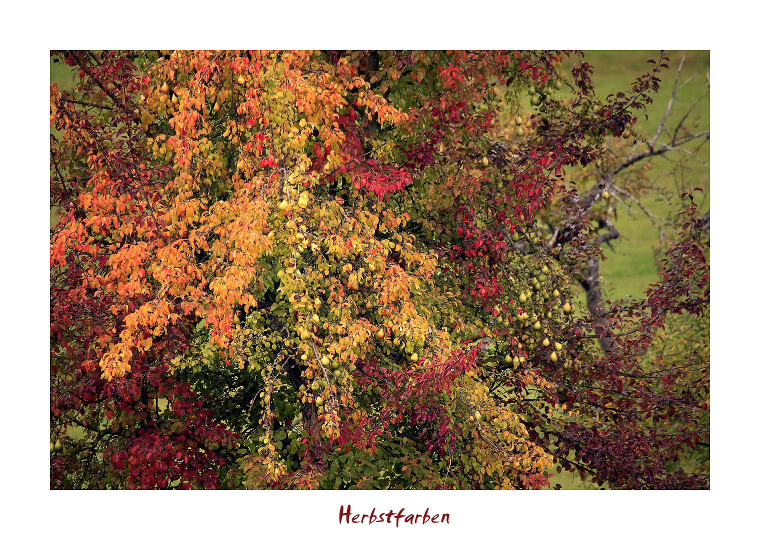 Herbstleuchten