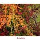 Herbstleuchten