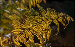 Herbstleuchten