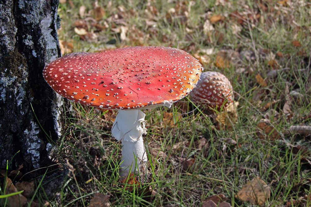 Herbstleuchten