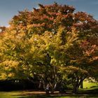 Herbstleuchten