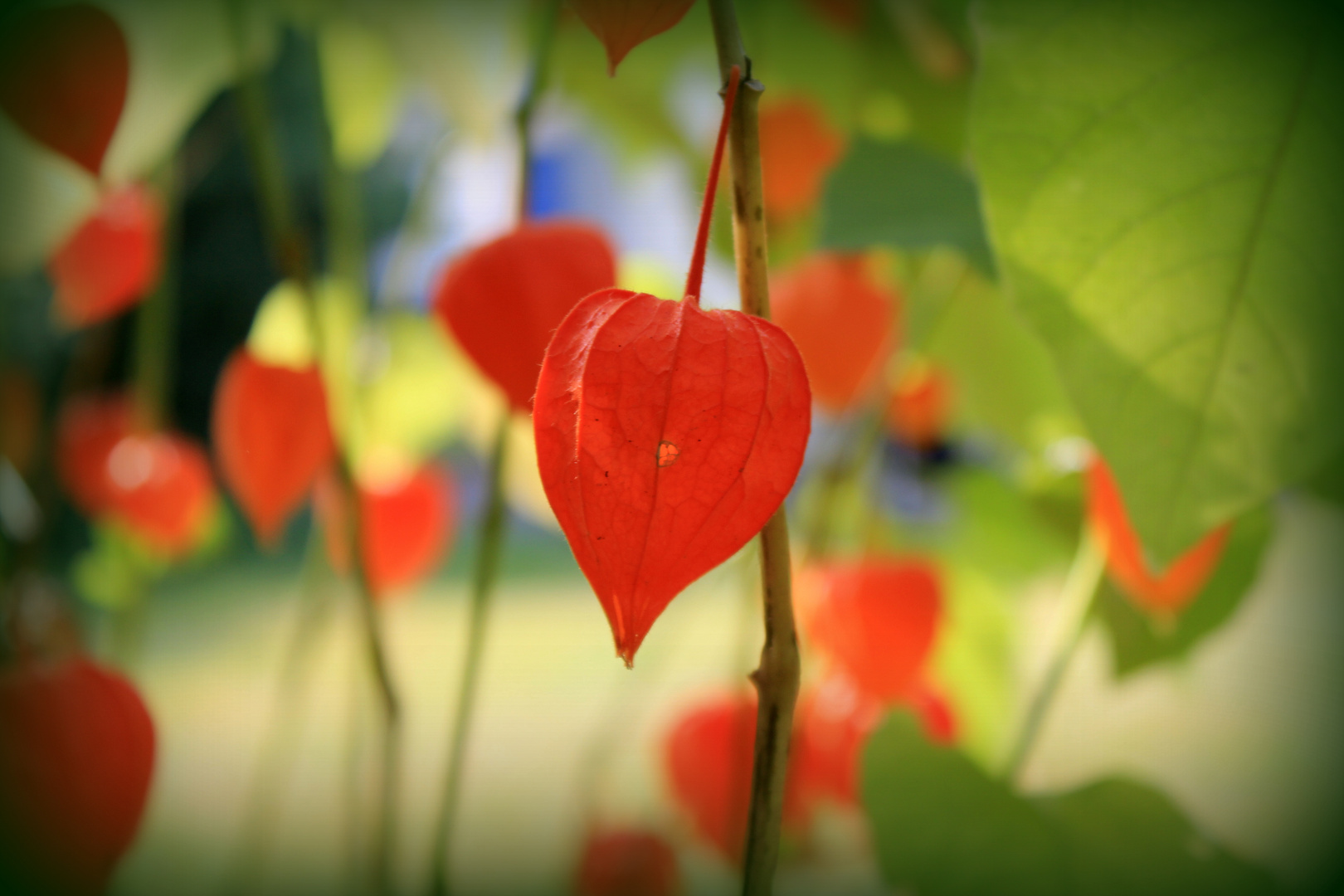 herbstleuchten