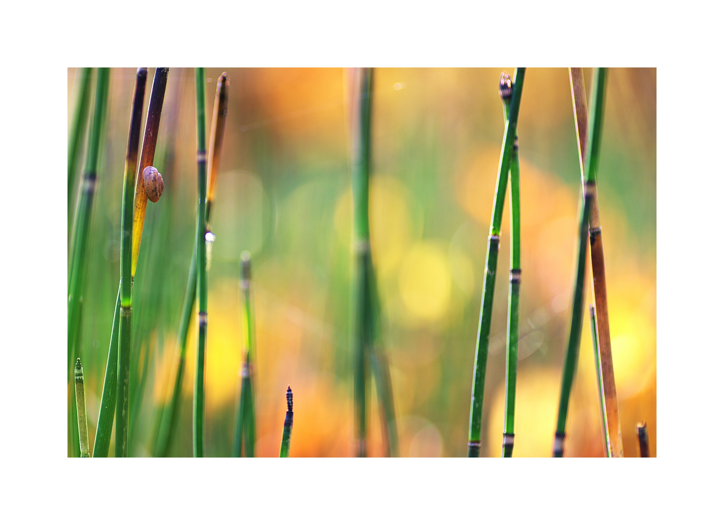 ~Herbstleuchten~