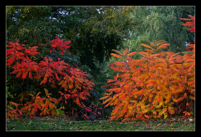 Herbstleuchten