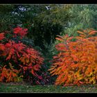 Herbstleuchten