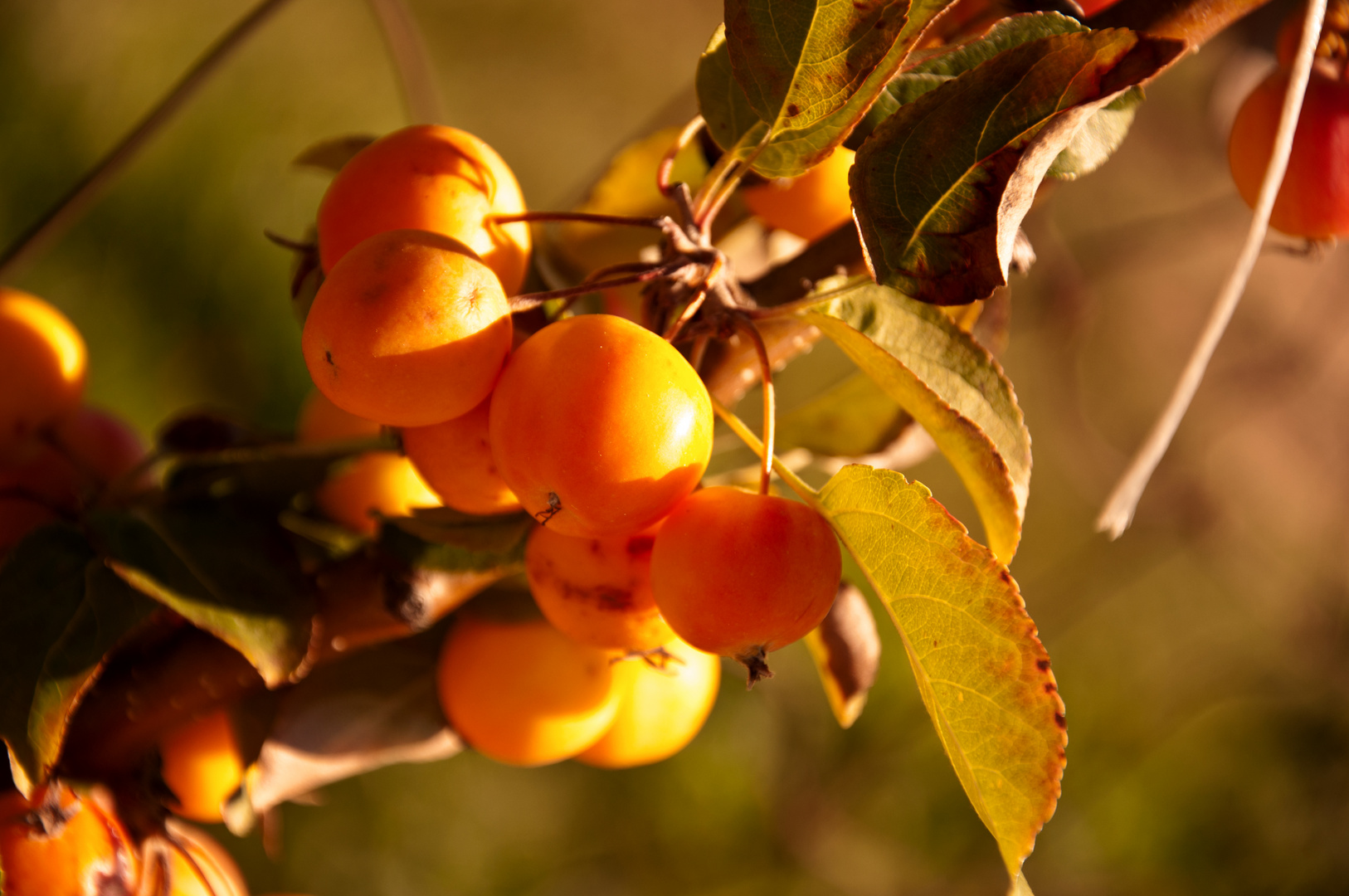 Herbstleuchten