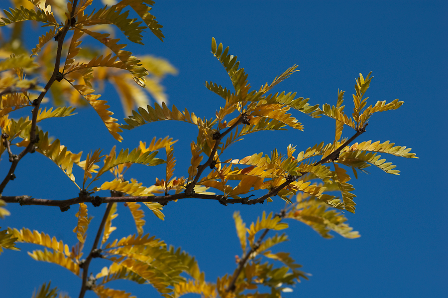 Herbstleuchten