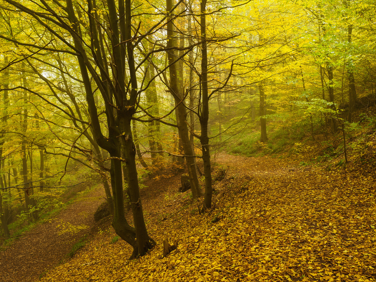 Herbstleuchten