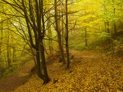 Herbstleuchten