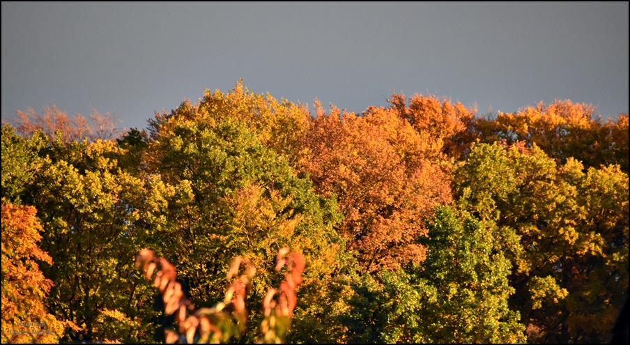 * Herbstleuchten *